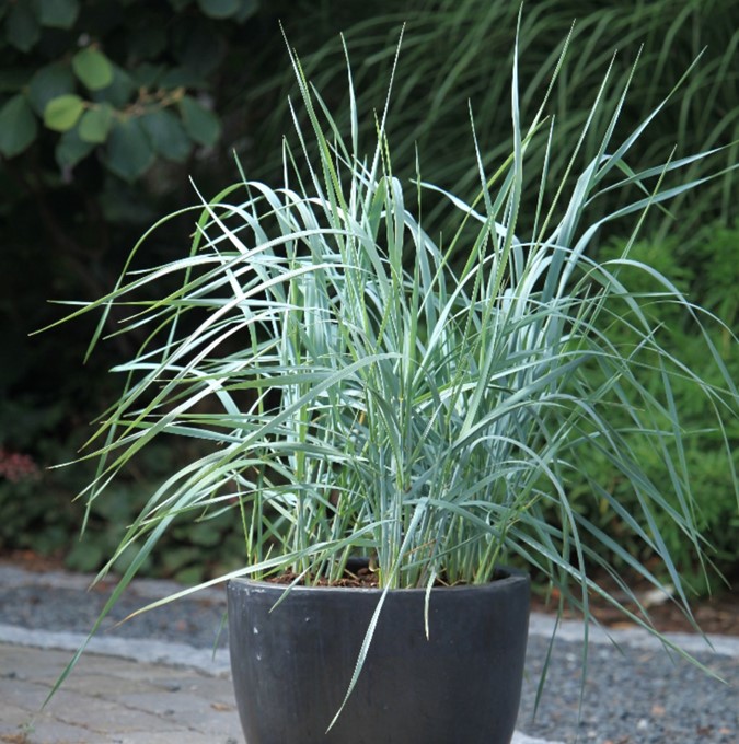 Blå Marehalm (leymus arenarius) - 'Blue dune'