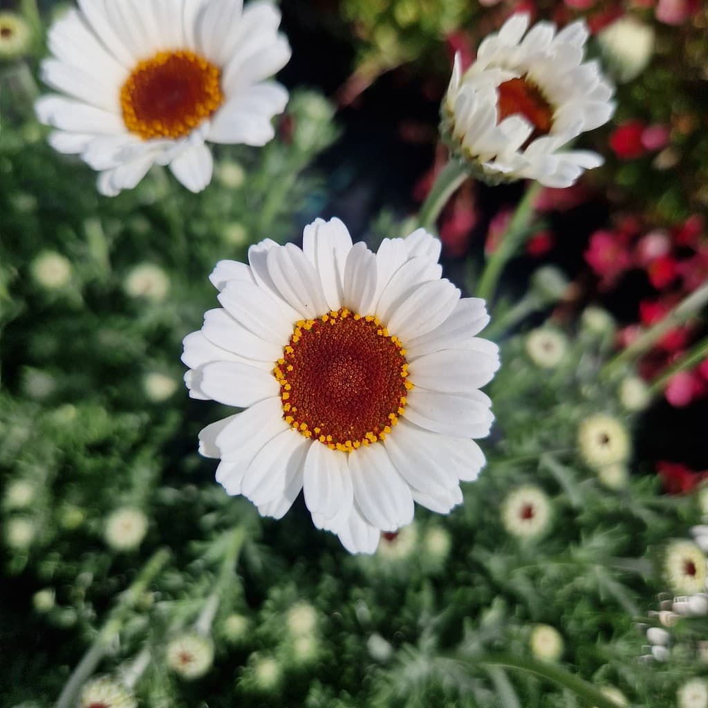 Marokkansk marguerit - Rhodanthemum 'Casablanca'