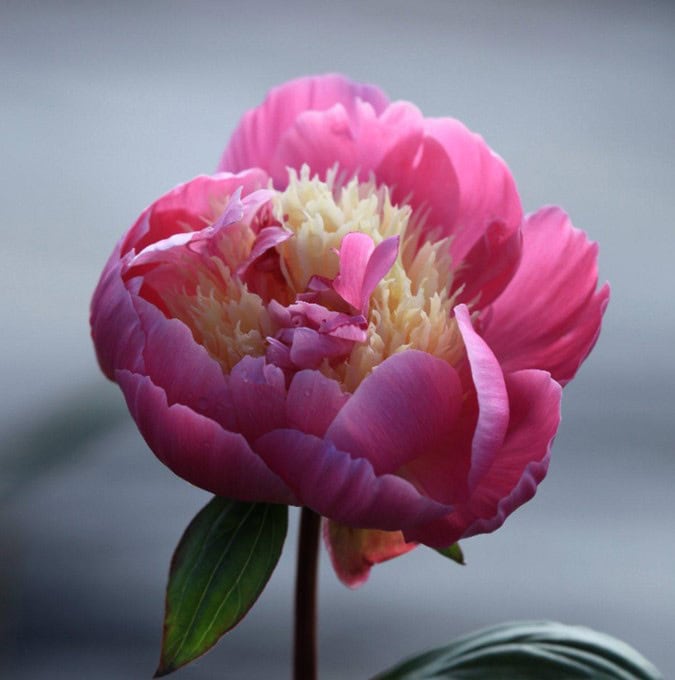 Silkepæon 'Bowl of Beauty' - Paeonia lac. - 4 liter