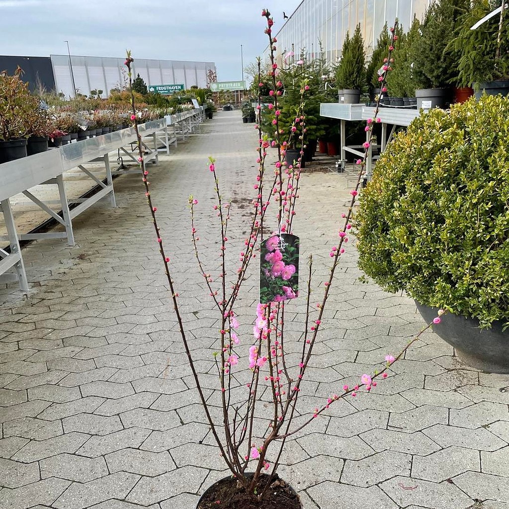 Rosenmandel 'Rosenmund' - Prunus triloba