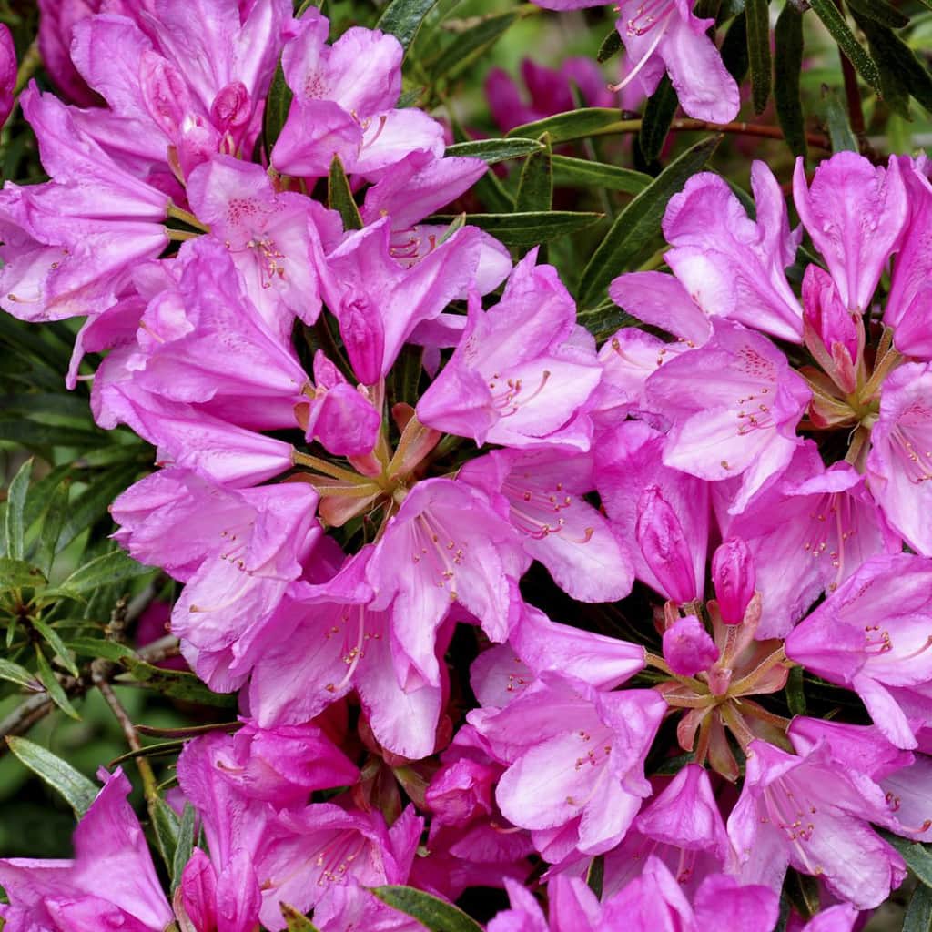 Rhododendron 'Graziella'
