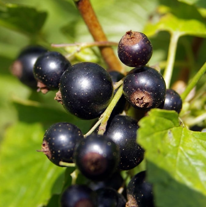 Solbær 'Big Ben' - Ribes nigrum 'Big Ben' - 5 liter
