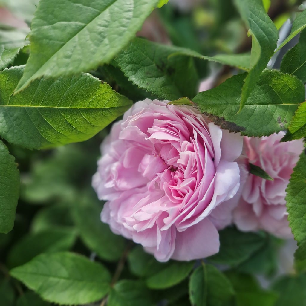Rose 'Jacques Cartier' - Historisk rose