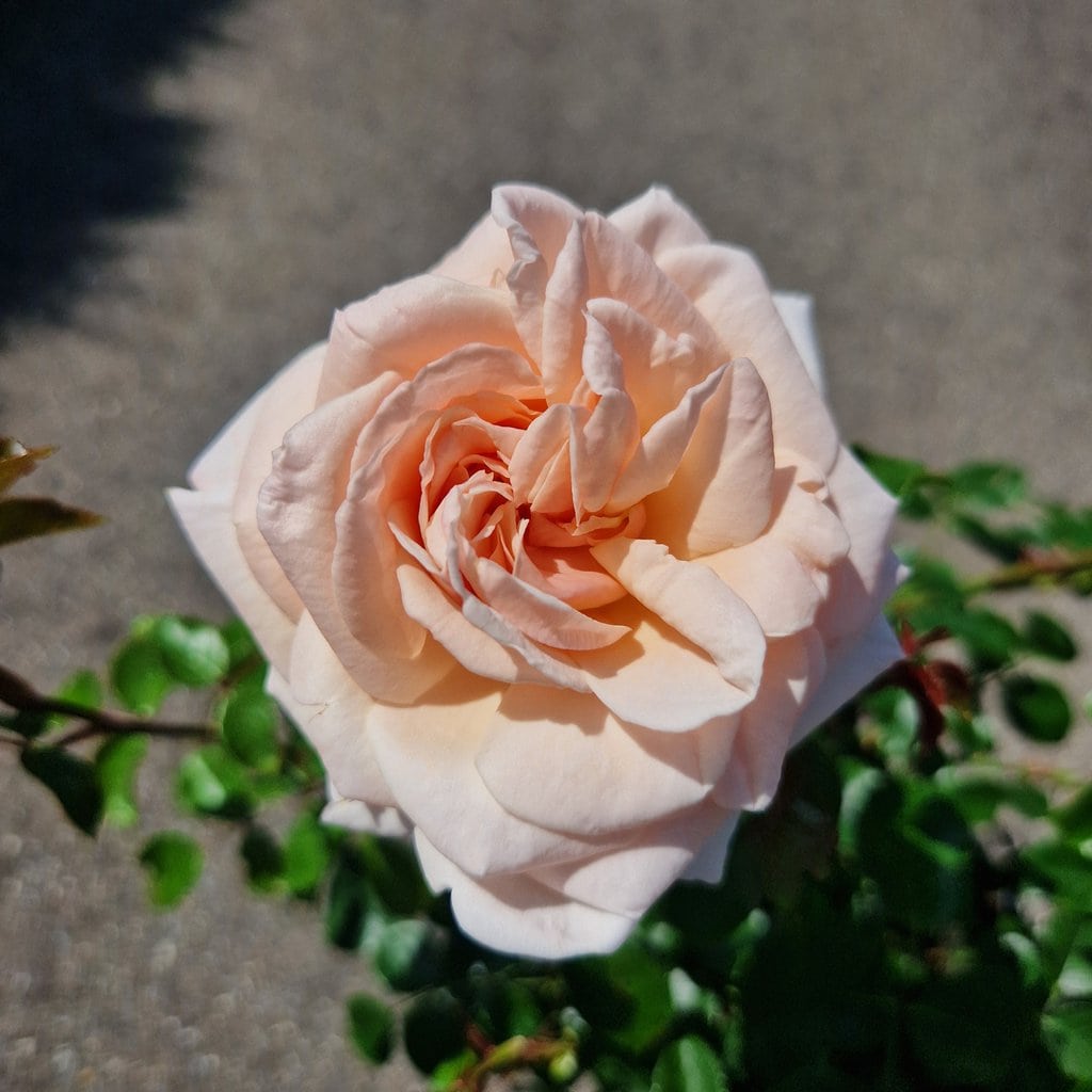 Rose 'Penny Lane' - Slyngrose - 4 liter