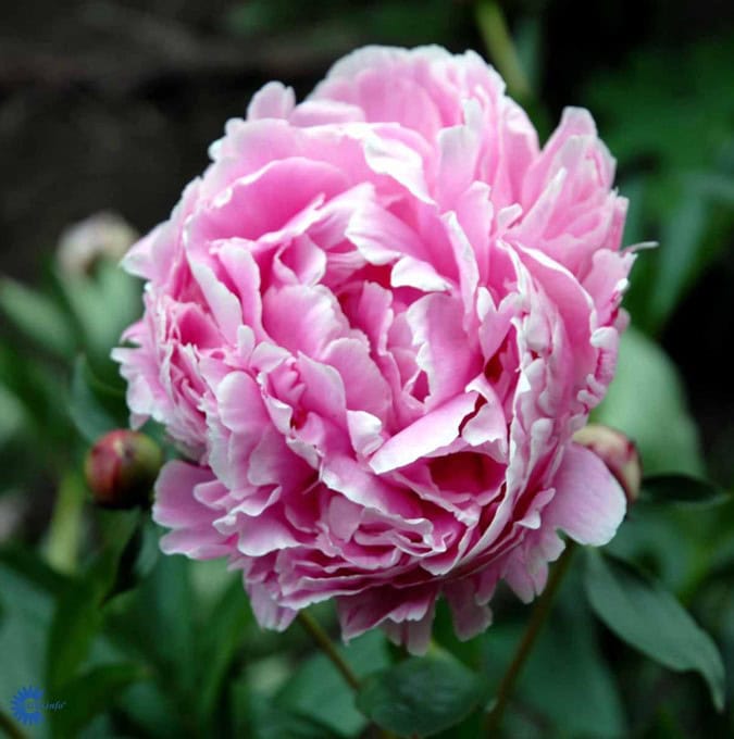 Silkepæon 'Sarah Bernhardt' - Paeonia lac. - 4 liter