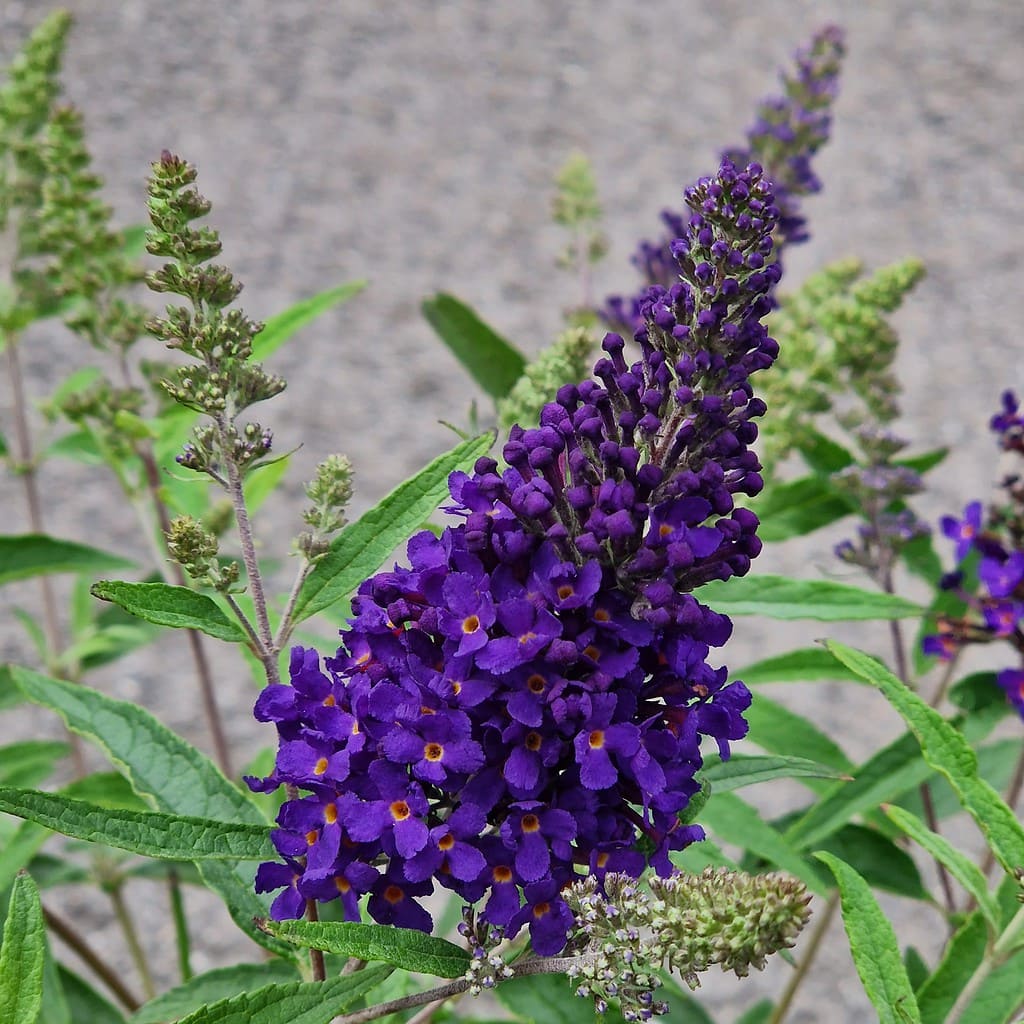 Sommerfuglebusk - Buddleja davidii 'Buzz Midnight'