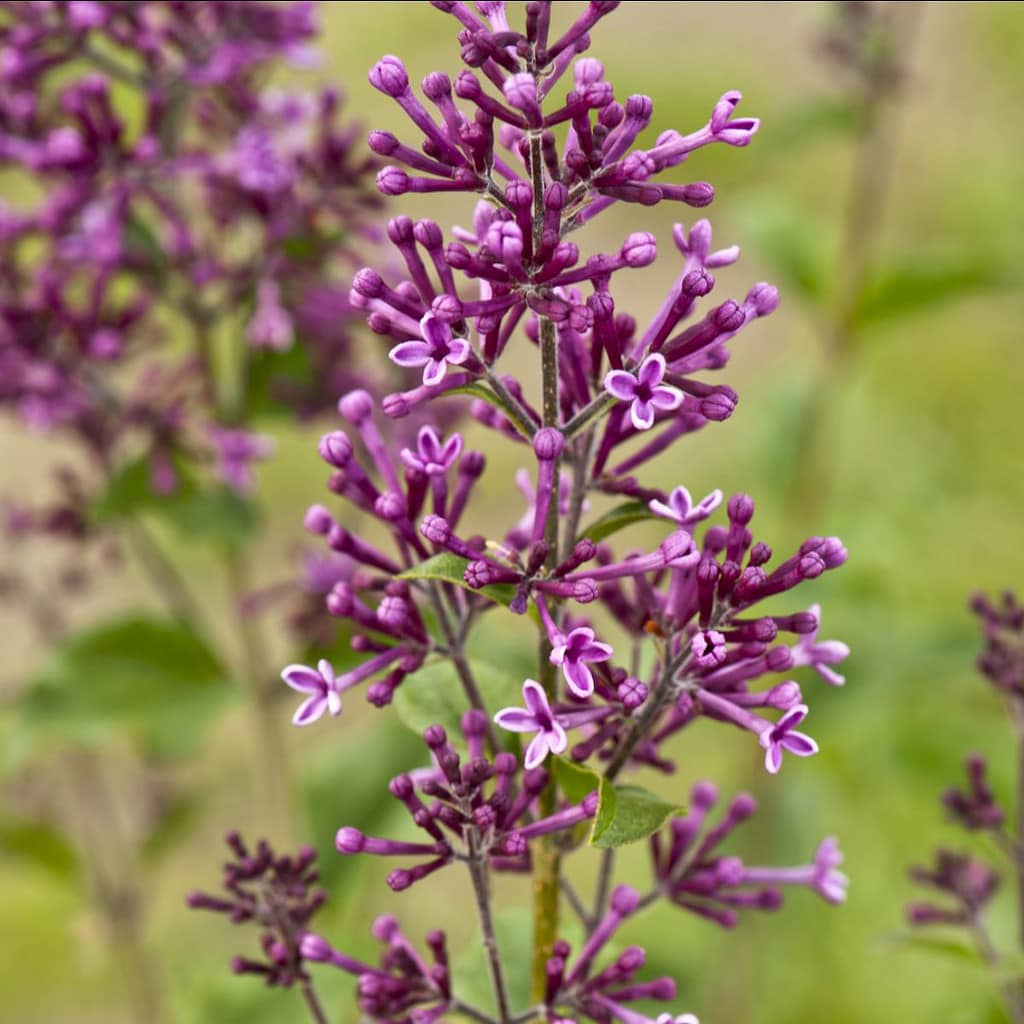 Dværgsyren 'Dark Purple' - 10 liter 80cm stamme