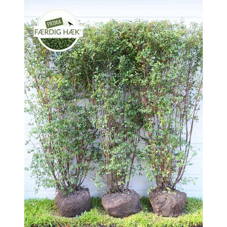 Buketspiræa - Spiraea Vanhouttei 125cm - PRIMA FÆRDIG HÆK ®