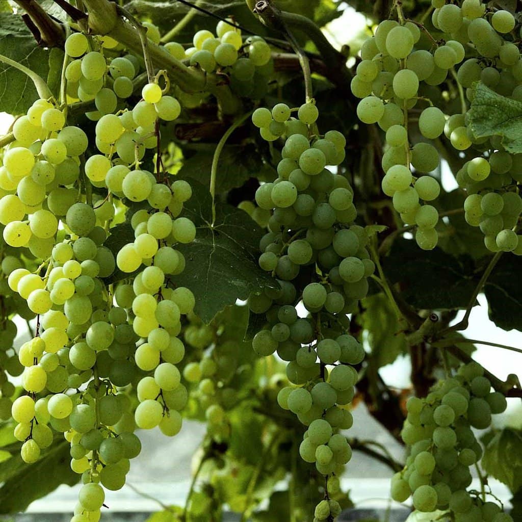 Vindrue - Vitis vinifera 'Himrod' - 2 liter