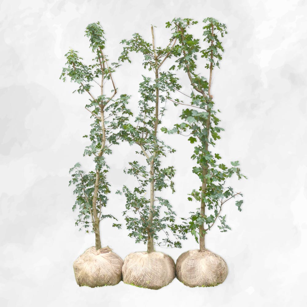 Naur - Acer Campestre 120-130cm - Herkules