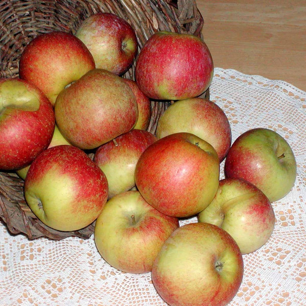 Æbletræ 'Aroma' - Malus Domestica 'Aroma'