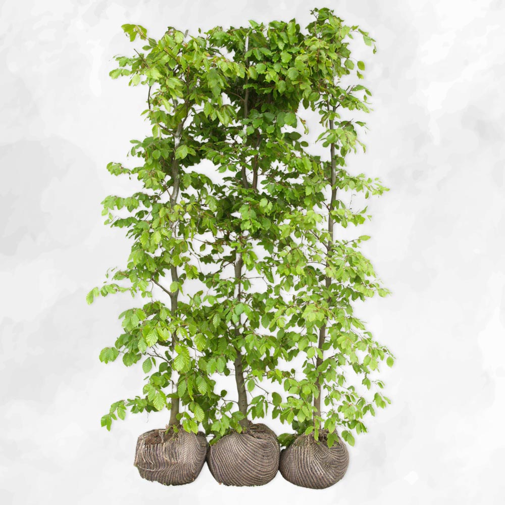 Bøg - Fagus Sylvatica 100cm - PRIMA FÆRDIG HÆK®