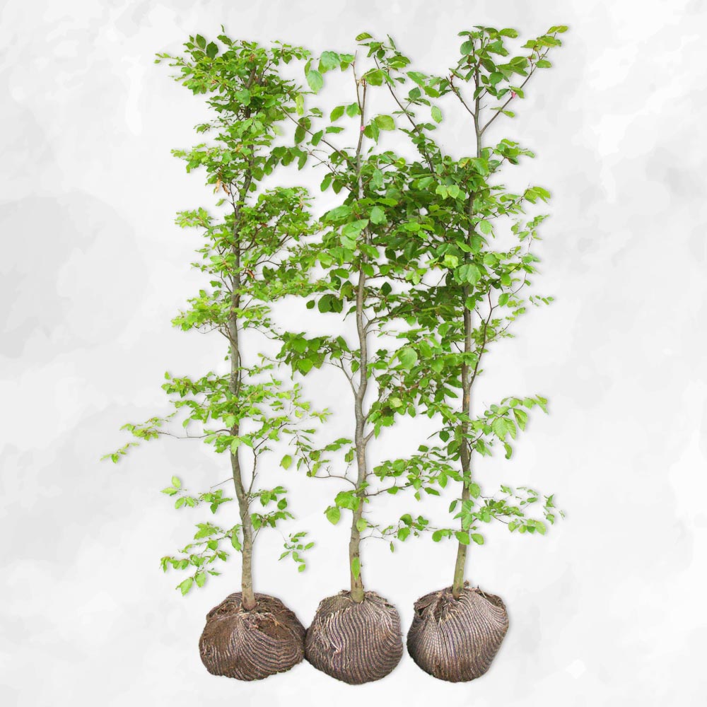 Bøg - Fagus Sylvatica 120-130cm - Herkules