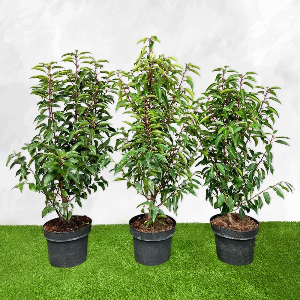 Portugisisk Kirsebærlaurbær - Prunus Lusitanica Angustifolia  60-80cm