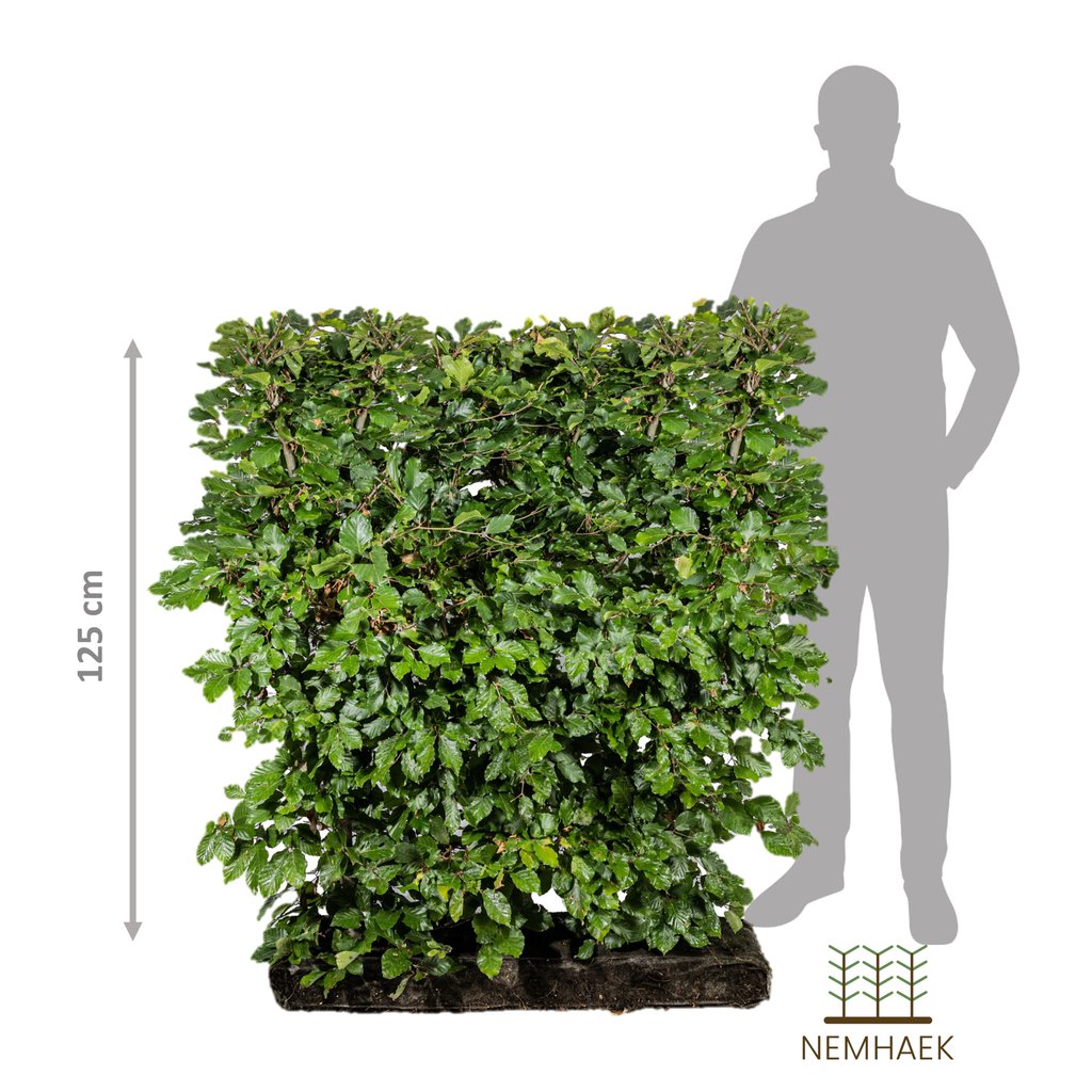 Bøg - Fagus Sylvatica 125cm - Nemhæk