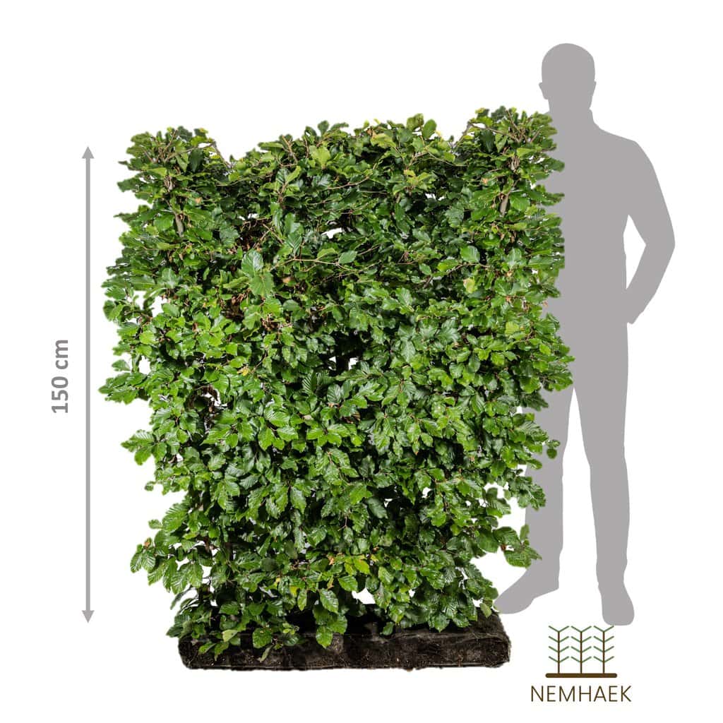 Bøg - Fagus Sylvatica 150cm - Nemhæk