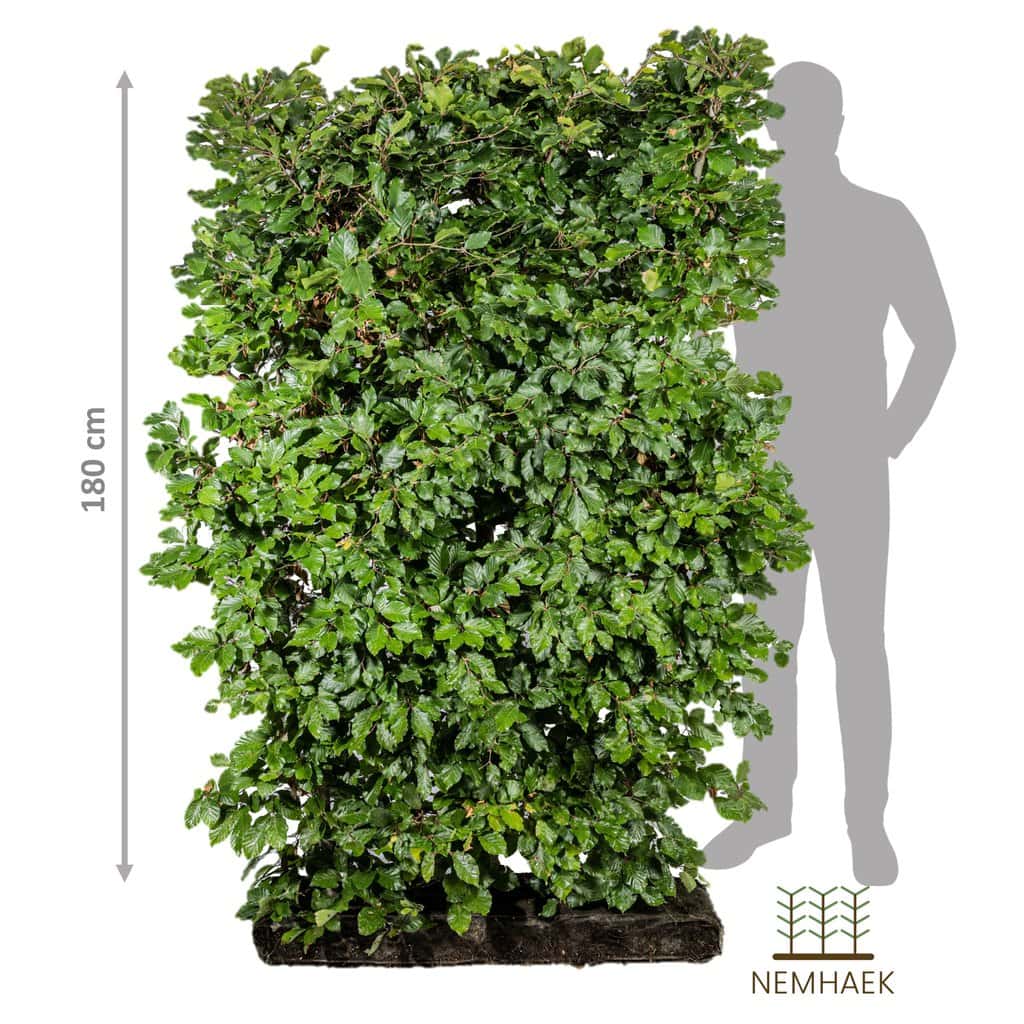 Bøg - Fagus Sylvatica 180cm - Nemhæk