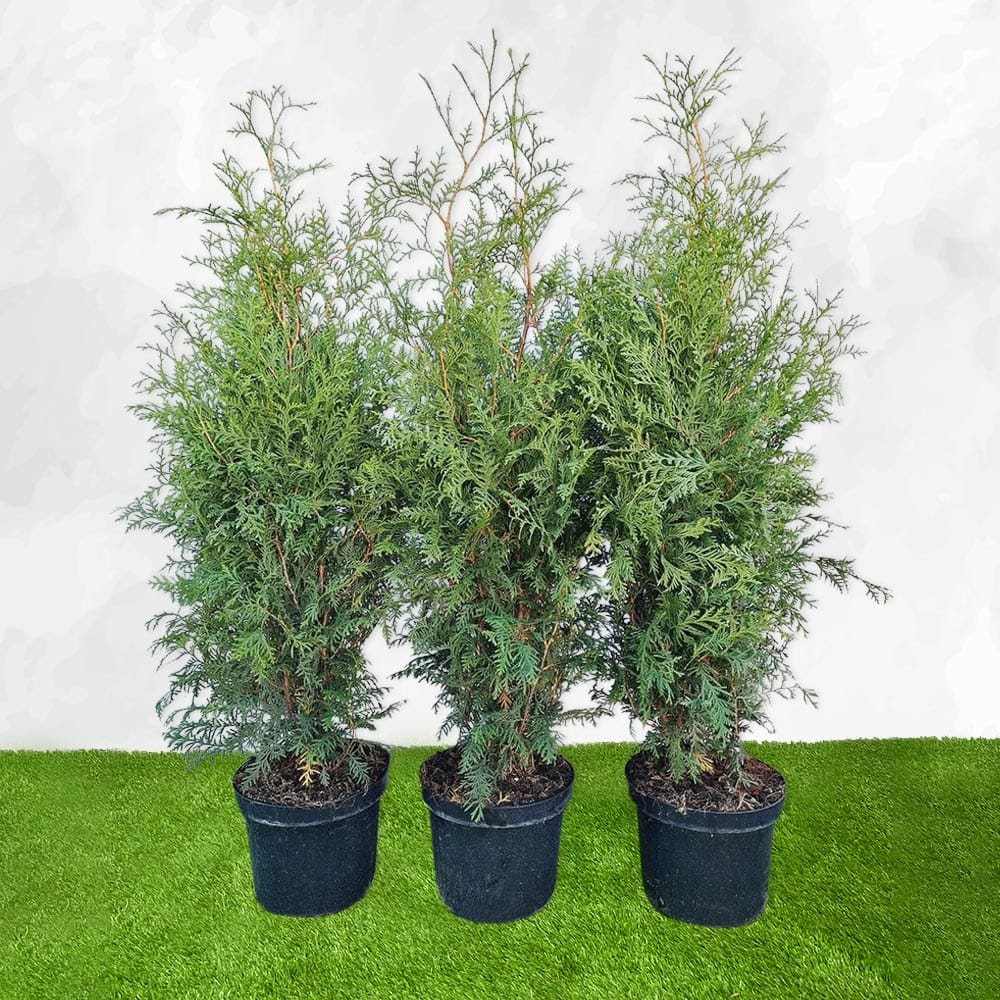 Thuja - Brabant 100-120cm