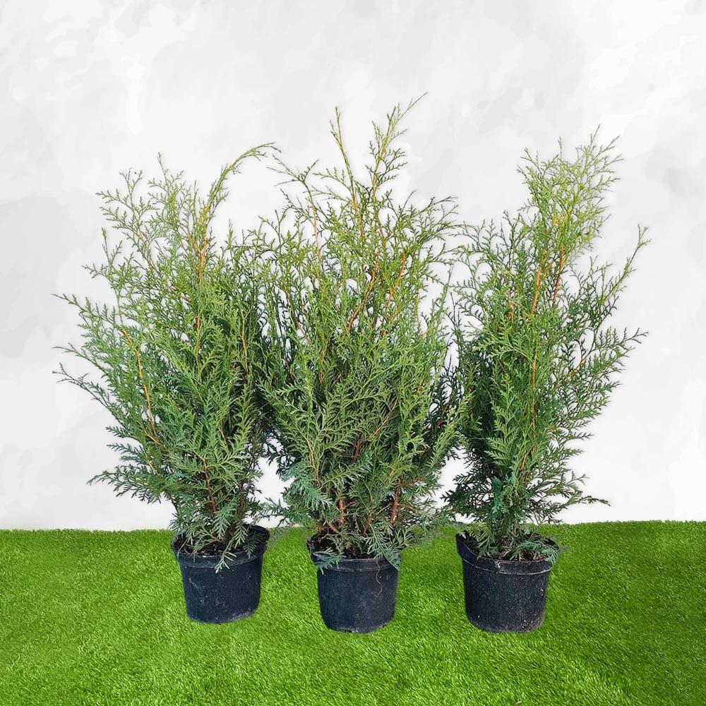 Thuja - Brabant 80-100cm