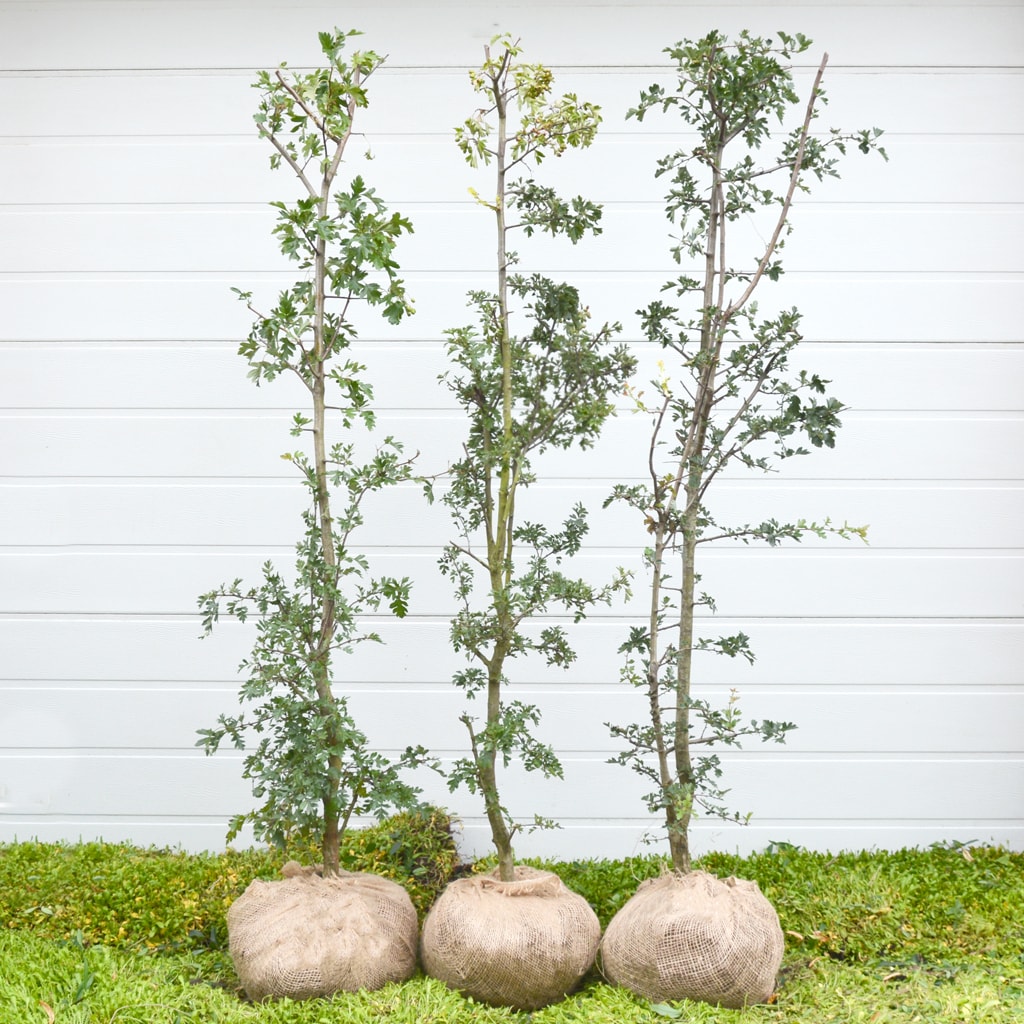 Hvidtjørn - Crataegus Monogyna 120-130cm - Herkules