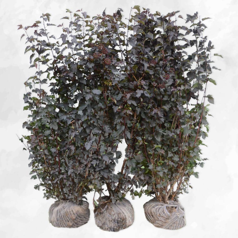 Blærespiræa - Lady in Red 125cm - PRIMA FÆRDIG HÆK ®