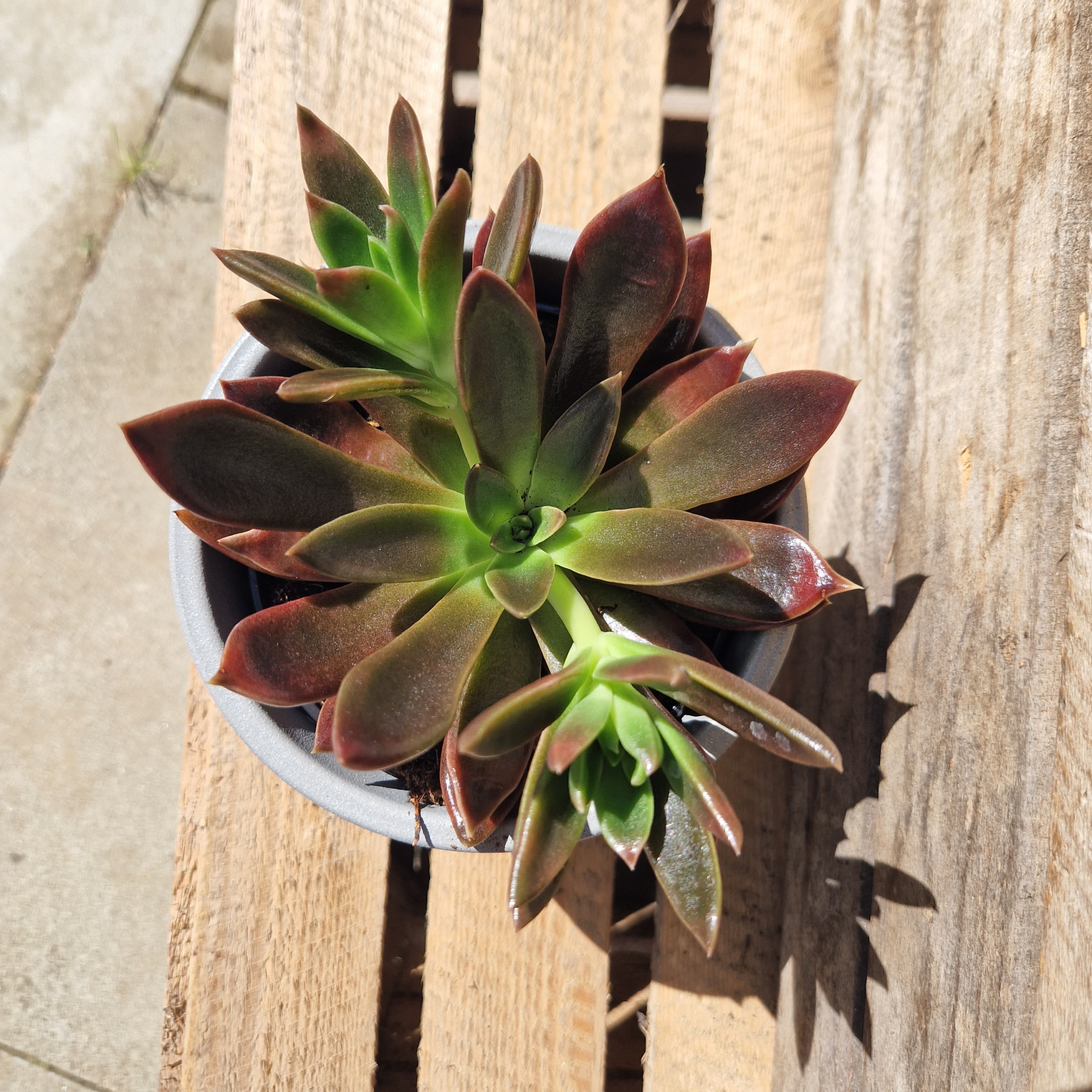 Sukkulent - Echeveria 'Compressicaulis'