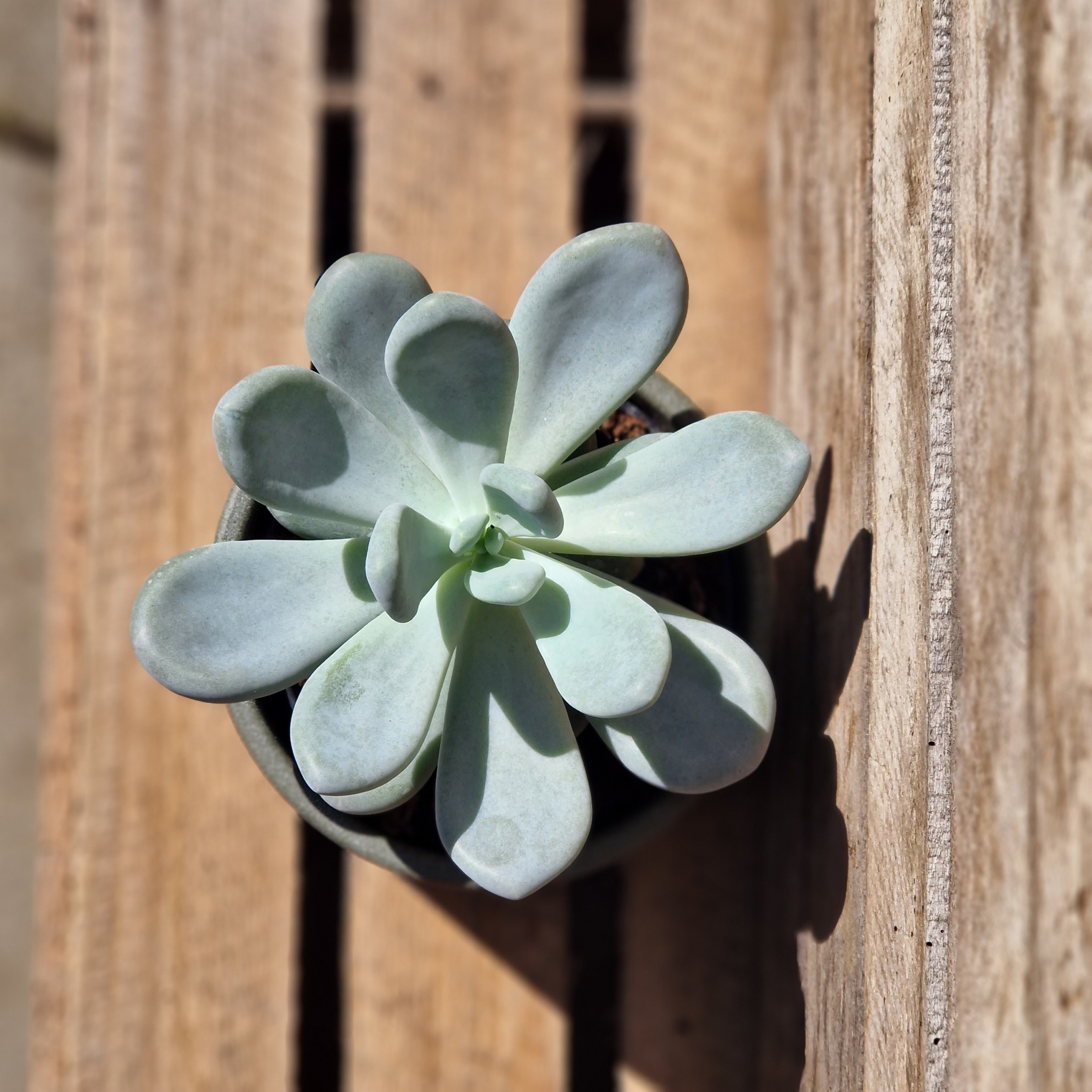 Sukkulent - Echeveria 'Elegans blue'