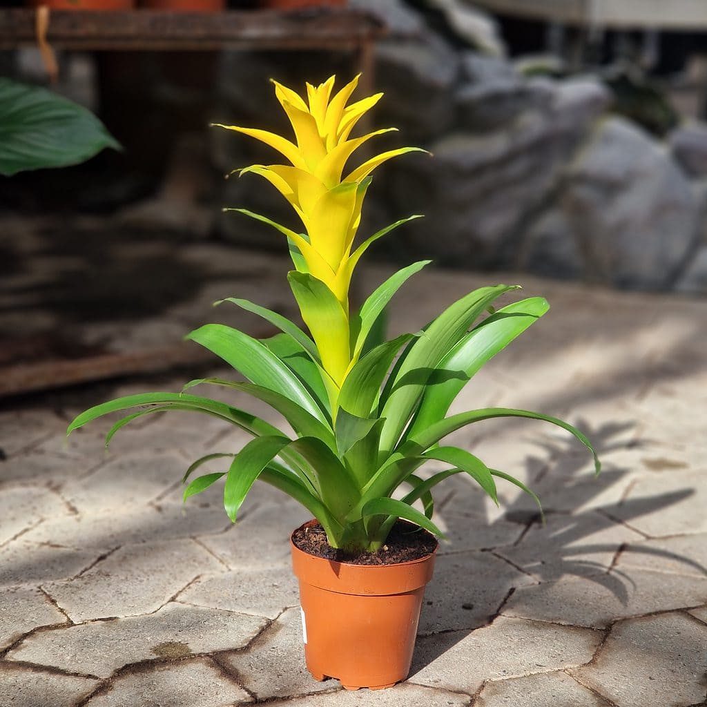 Juvelblomst - Guzmania Yellow