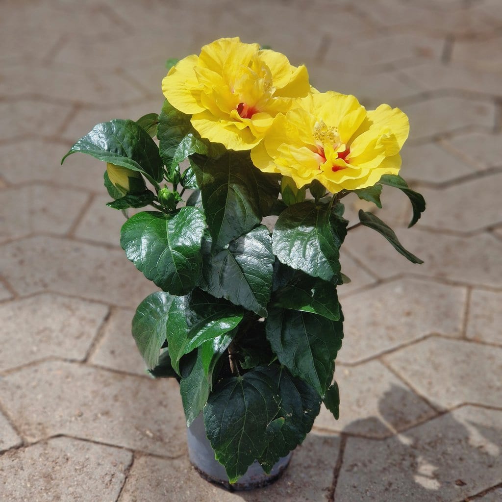Hibiscus - Gul - Ø 13 cm