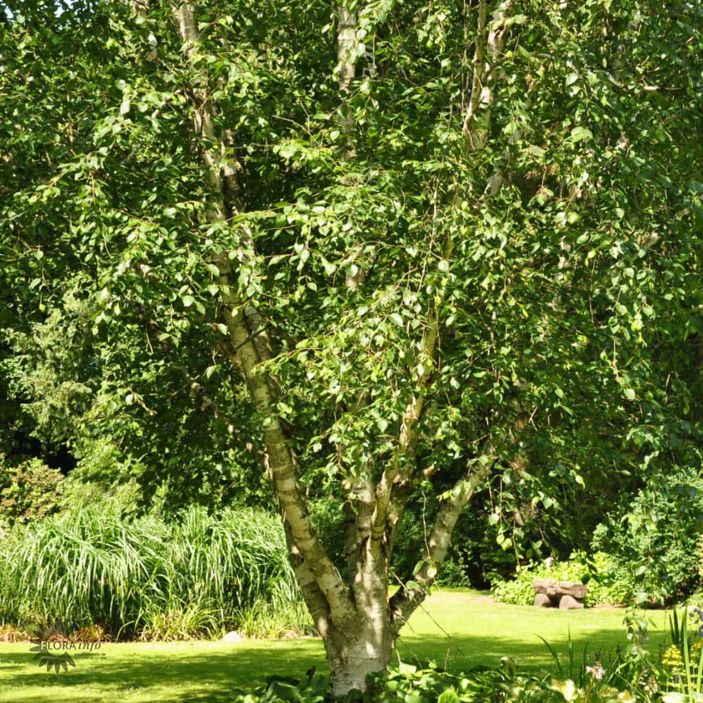 Himalayabirk - Betula utilis - 15 liter