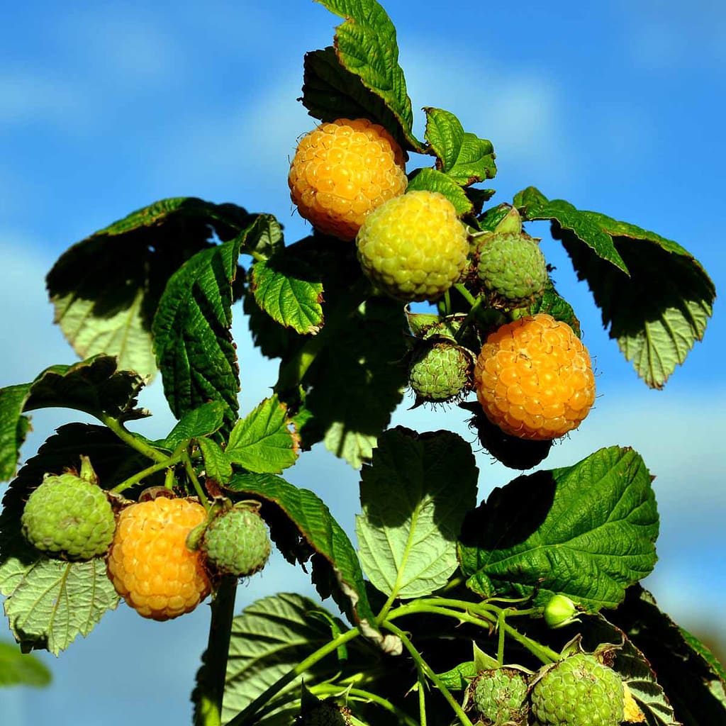 Gul efterårshindbær 'Fallgold' - Rubus idaeus 'Fallgold'