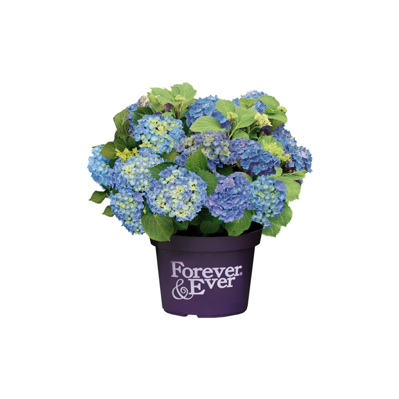 Hortensia 'Forever & Ever' - Hydrangea Macrophylla 'Forever & Ever' - Blå | 5 liter