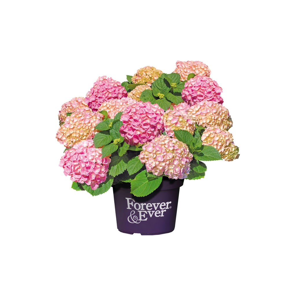 Hortensia 'Forever & Ever' - Hydrangea Macrophylla 'Forever & Ever' - Pink | 5 liter