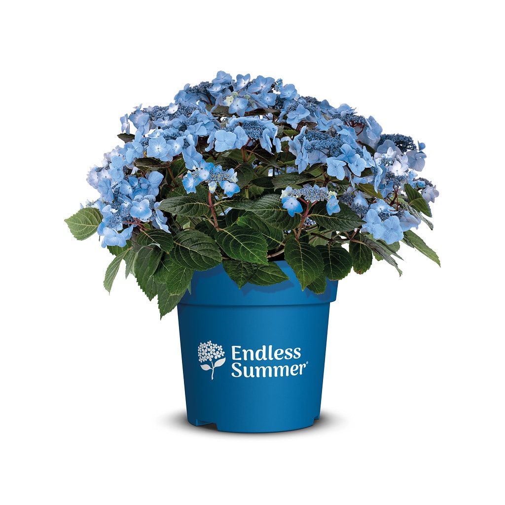 Hortensia 'Pop Star®' - Hydrangea 'Pop Star®' - 5 liter