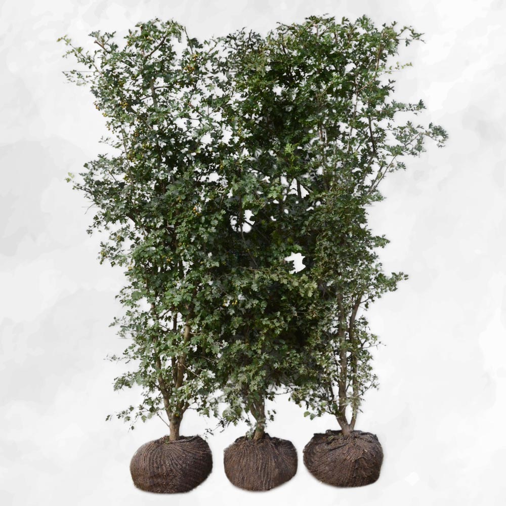 Hvidtjørn - Crataegus Monogyma 125cm - PRIMA FÆRDIG HÆK ®