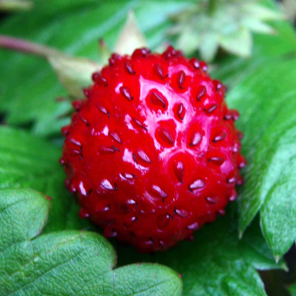 Skovjordbær 'Småland' - Fragaria vesca 'Småland'