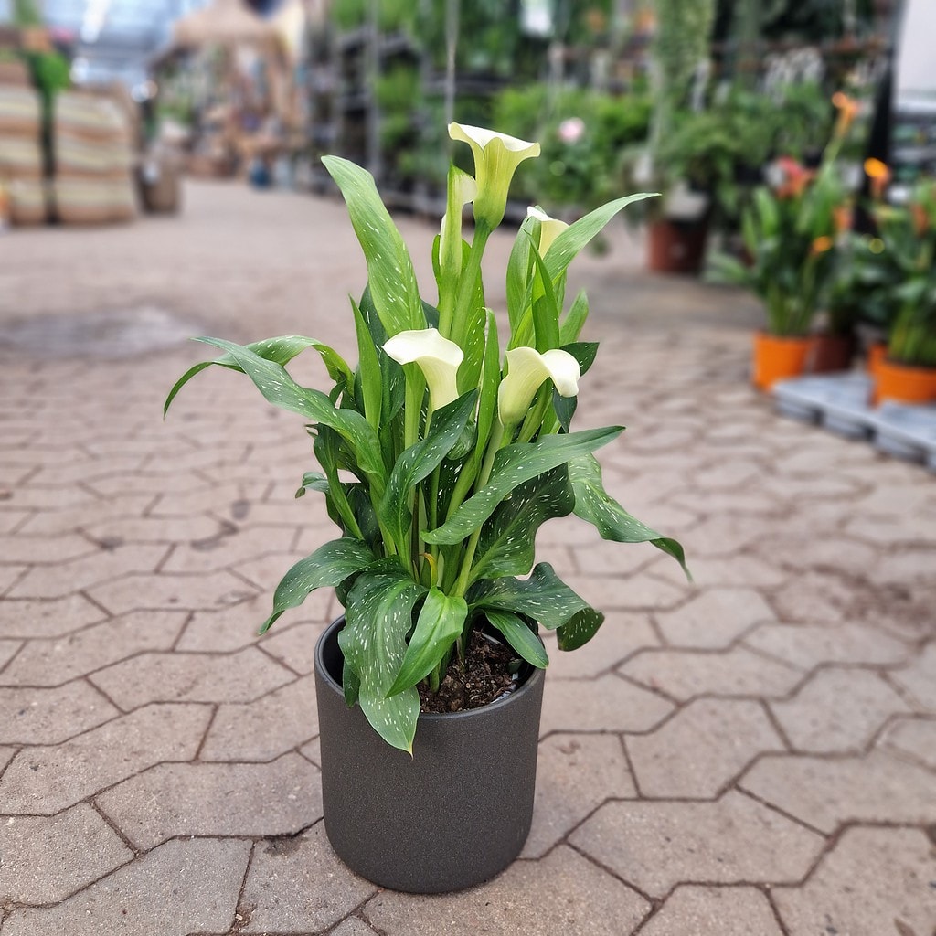 Kalla - Zantedeschia