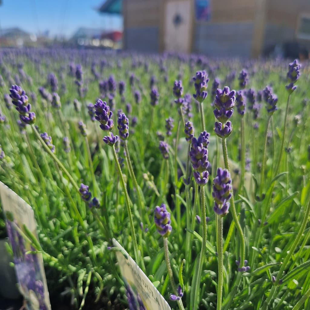 Lavendel 'Hidcote Blue' - Lavandula angustifolia 'Hidcote Blue'