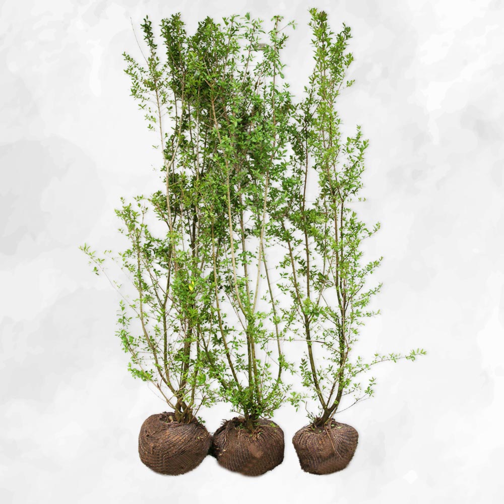 Liguster - Vul. ’Liga’ 120-130cm - Herkules
