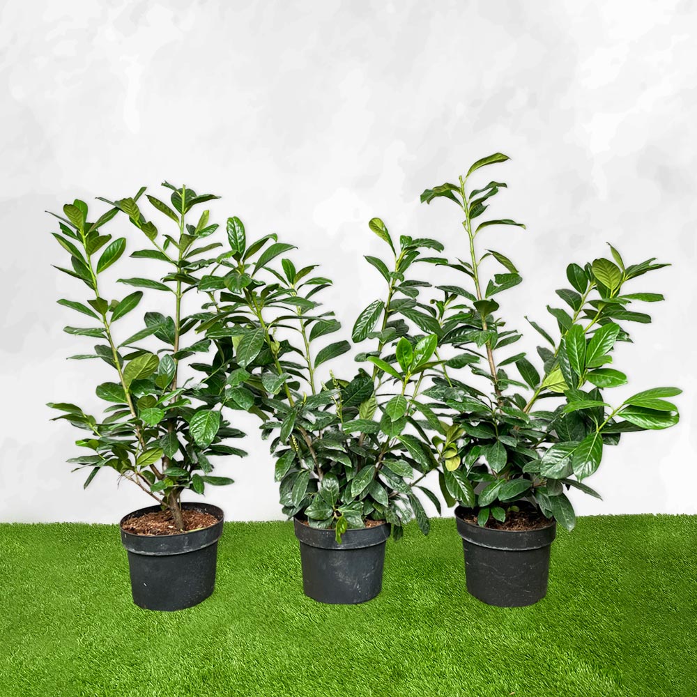 Kirsebærlaurbær - Prunus Novita 80-100cm