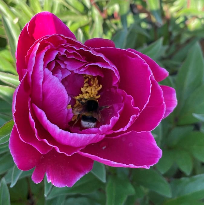 Silkepæon 'Karl Rosenfield' - Paeonia lac. - 4 liter
