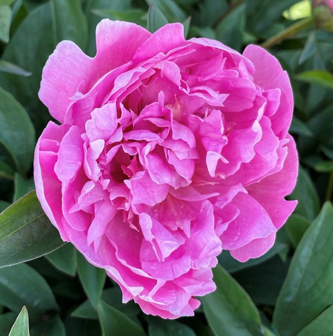 Silkepæon 'Pink Parfait' - 4 Liter