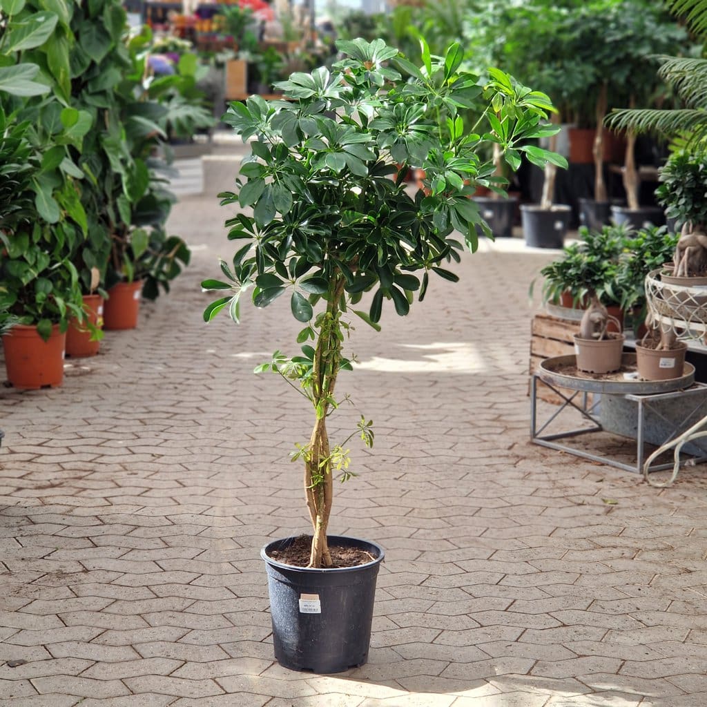 Paraplyplante - Schefflera - Ø 24cm