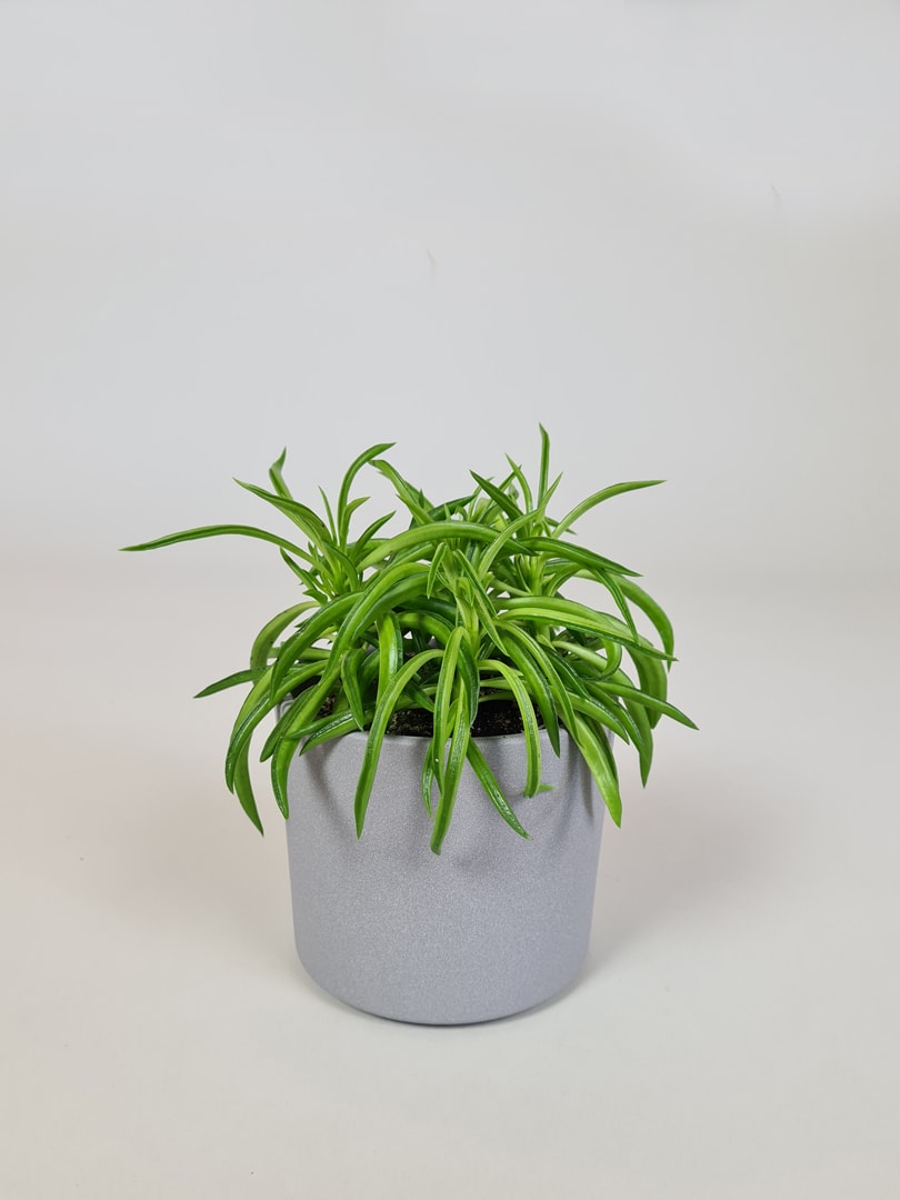 Radiatorplante - Peperomia 'Nevada'