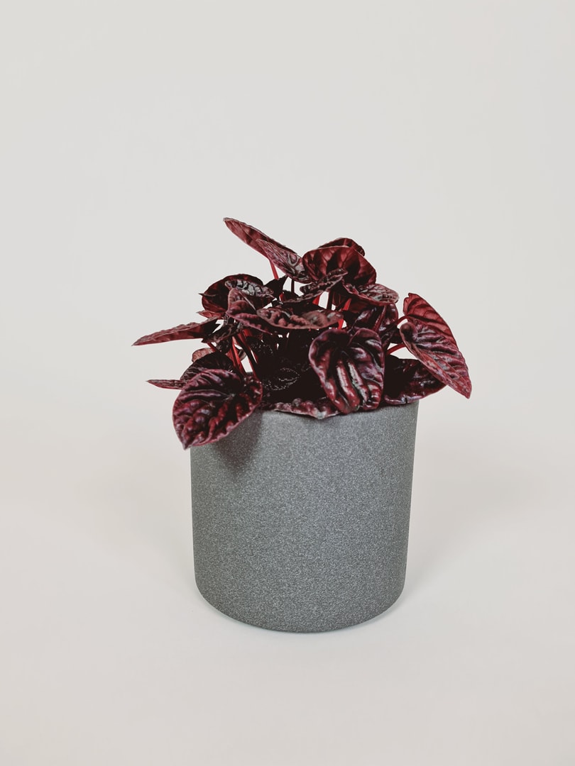 Radiatorplante - Peperomia 'Rød Luna'
