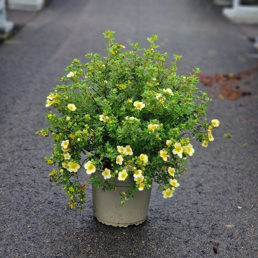 Buskpotentil - Potentilla frut. 'Limelight' - 5 liter