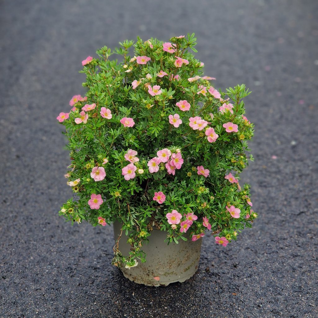 Buskpotentil - Potentilla frut. 'Lovely Pink' - 5 liter