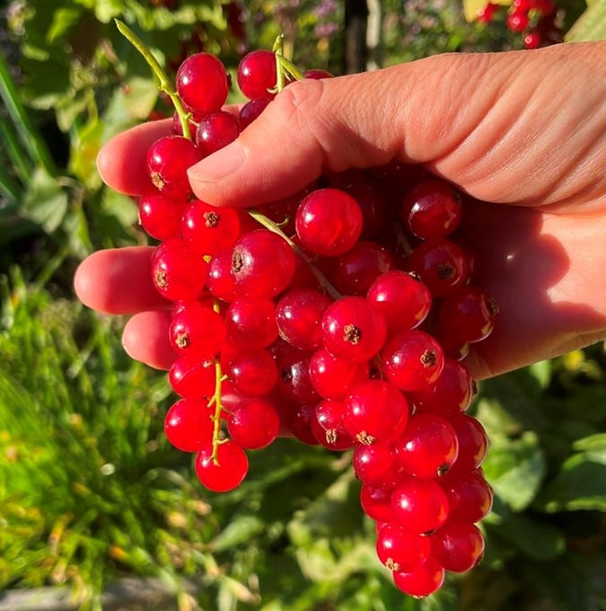 Ribs 'Jonkheer Van Tets' - Ribes rubrum 'jonkheer van tets'