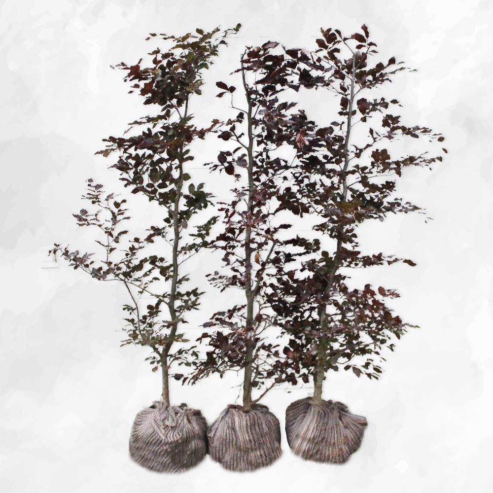 Rødbøg - Fagus Sylvatica Purpurea 120-130cm - Herkules