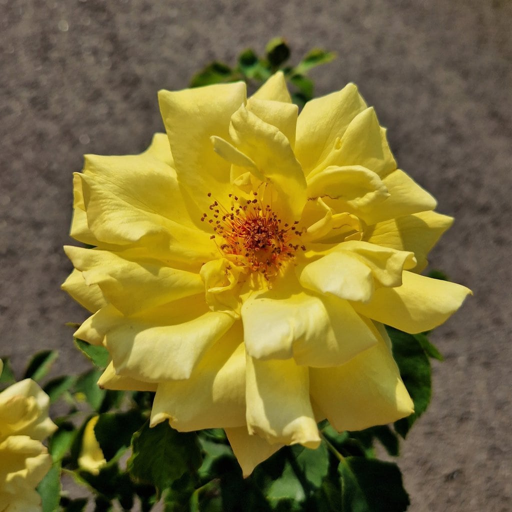 Rose 'Goldstern' - Slyngrose